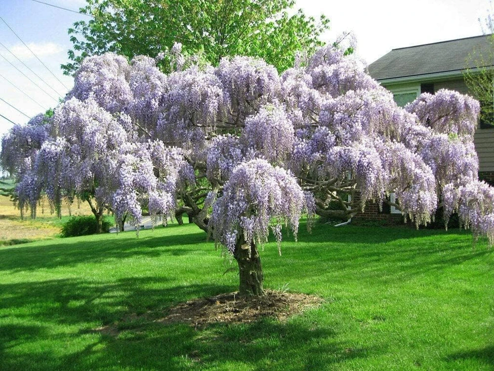 Purple Chinese Wisteria Tree - Live Plant - 6-12" Tall Seedling - 2.5" Pot - Image 6