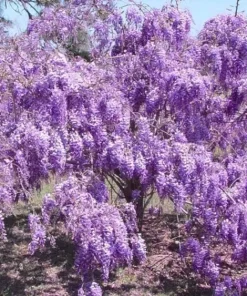 Purple Chinese Wisteria Tree - Live Plant - 6-12