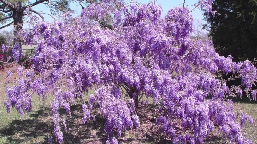 Purple Chinese Wisteria Tree - Live Plant - 6-12" Tall Seedling - 2.5" Pot - Image 7