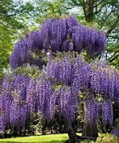 Purple Chinese Wisteria Tree - Live Plant - 6-12