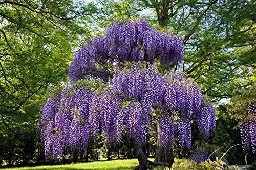 Purple Chinese Wisteria Tree - Live Plant - 6-12" Tall Seedling - 2.5" Pot - Image 8