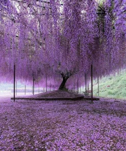 Purple Chinese Wisteria Tree - Live Plant - 6-12