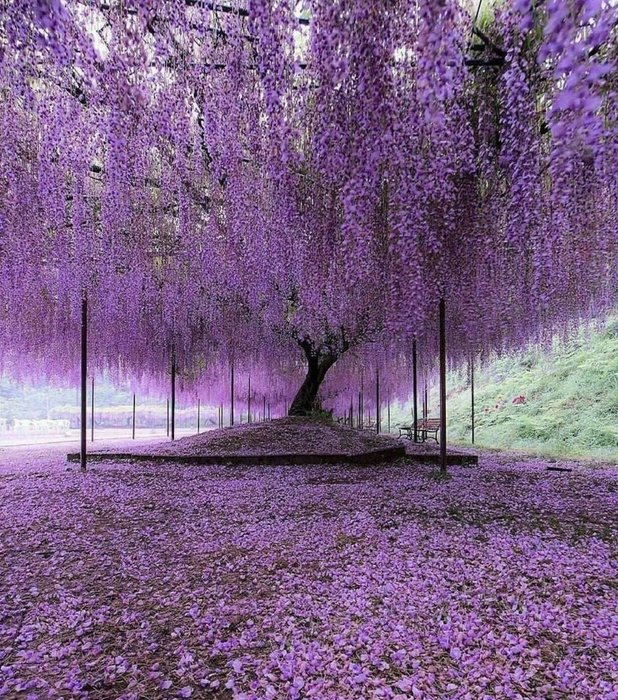 Purple Chinese Wisteria Tree - Live Plant - 6-12" Tall Seedling - 2.5" Pot - Image 9
