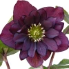 Purple Christmas Rose Seeds - Helleborus Purpurescens - 10 Seeds - Shade Perennial - Image 1