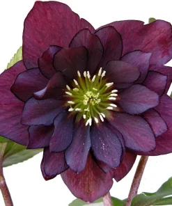 Purple Christmas Rose Seeds - Helleborus Purpurescens - 10 Seeds - Shade Perennial - Image 1