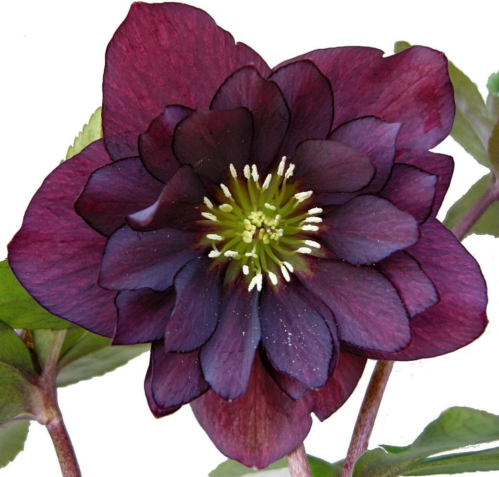 Purple Christmas Rose Seeds - Helleborus Purpurescens - 10 Seeds - Shade Perennial - Image 1