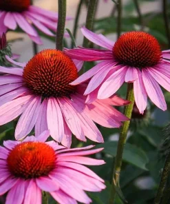 Purple Coneflower Live Plant - Echinacea purpurea - 1 Gallon Pot - Outdoor - Image 1
