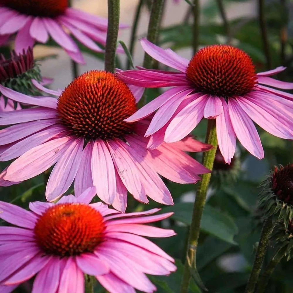 Purple Coneflower Live Plant - Echinacea purpurea - 1 Gallon Pot - Outdoor - Image 1