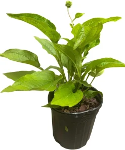 Purple Coneflower Live Plant - Echinacea purpurea - 1 Gallon Pot - Outdoor - Image 2