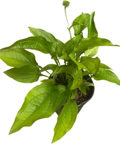 Purple Coneflower Live Plant - Echinacea purpurea - 1 Gallon Pot - Outdoor - Image 3