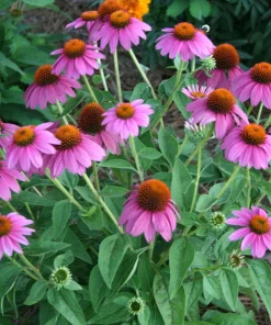 Purple Coneflower Live Plant - Echinacea purpurea Perennial Flower, 1 Gallon Pot, Outdoor - Image 2