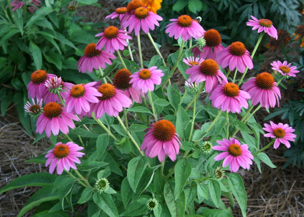 Purple Coneflower Live Plant - Echinacea purpurea Perennial, 4 Inch Pot Outdoor - Image 2