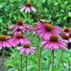 Purple Coneflower Live Plant - Echinacea purpurea Perennial, 4 Inch Pot Outdoor - Image 1