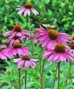 Purple Coneflower Live Plant - Echinacea purpurea Perennial, 4 Inch Pot Outdoor - Image 1