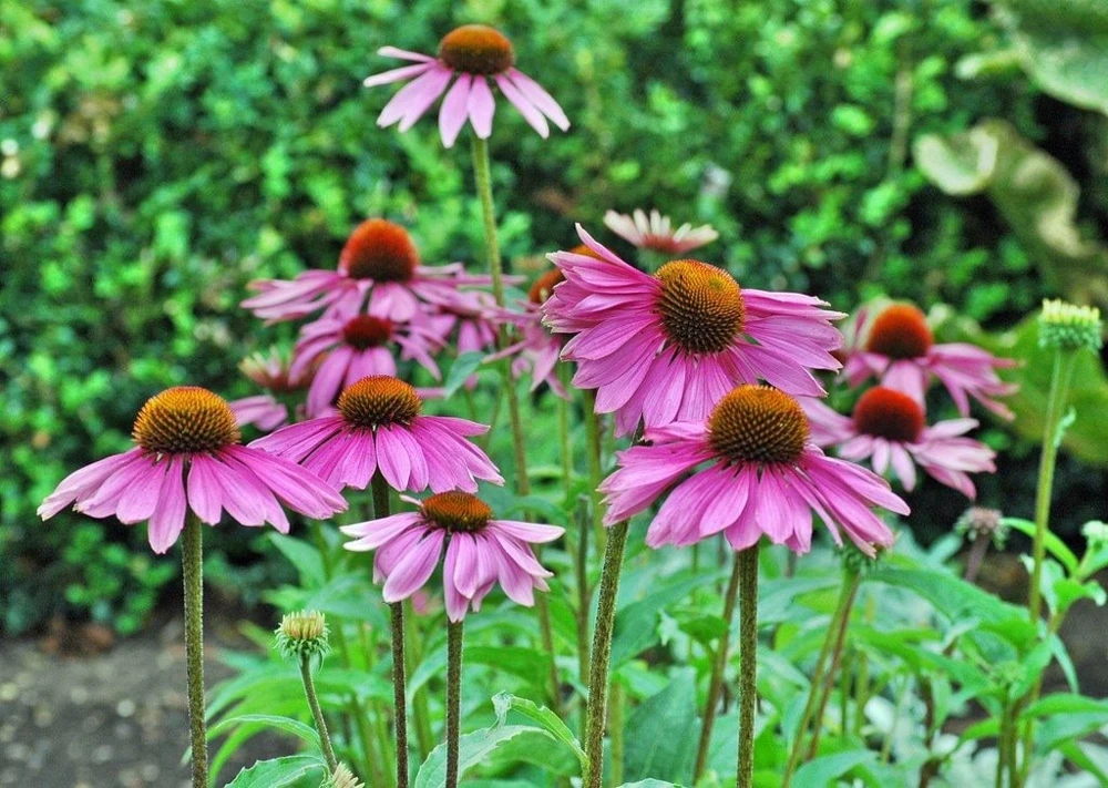Purple Coneflower Live Plant - Echinacea purpurea Perennial, 4 Inch Pot Outdoor - Image 1