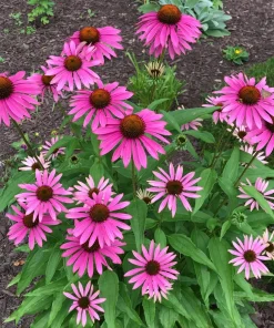 Purple Coneflower Seeds - 1000 Pack, Echinacea Purpurea, Perennial Flower Seeds, Outdoor - Image 2