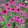 Purple Coneflower Seeds - 1000 Pack, Echinacea Purpurea, Perennial Flower Seeds, Outdoor - Image 1