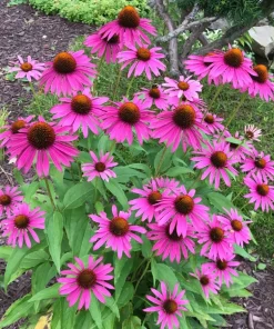 Purple Coneflower Seeds - 1000 Pack, Echinacea Purpurea, Perennial Flower Seeds, Outdoor - Image 1