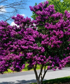 Purple Crape Myrtle Live Plant - 6-12