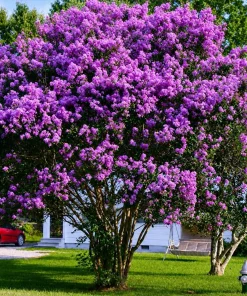 Purple Crape Myrtle Live Plant - 6-12