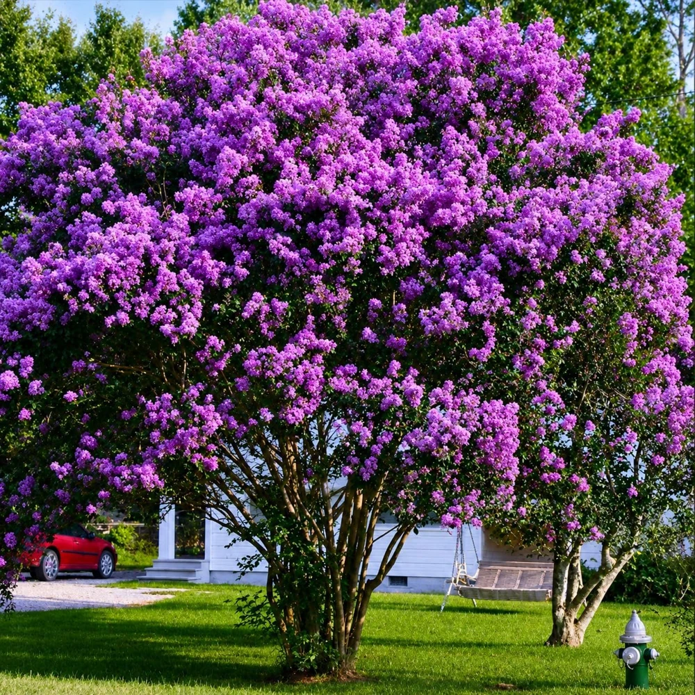 Purple Crape Myrtle Live Plant - 6-12" Tall Flowering Tree Shrub for Outdoor Gardens - Image 4