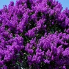 Purple Crape Myrtle Live Plant - 6-12" Tall Flowering Tree Shrub for Outdoor Gardens - Image 1