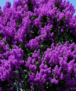 Purple Crape Myrtle Live Plant - 6-12