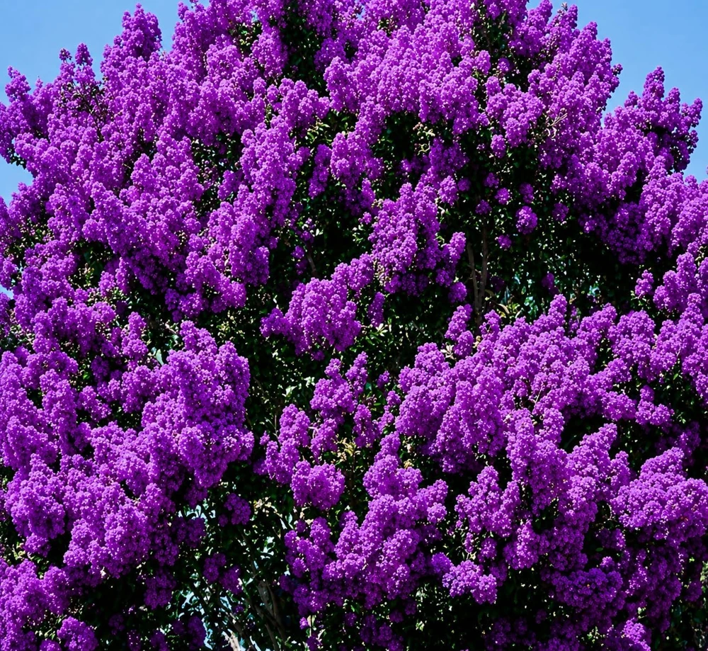 Purple Crape Myrtle Live Plant - 6-12" Tall Flowering Tree Shrub for Outdoor Gardens - Image 1