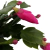 Purple Dancer Christmas Cactus Live Plant – Zygocactus – 2 inch Pot – Indoor - Image 1
