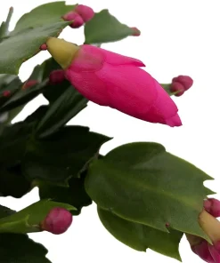 Purple Dancer Christmas Cactus Live Plant – Zygocactus – 2 inch Pot – Indoor - Image 1