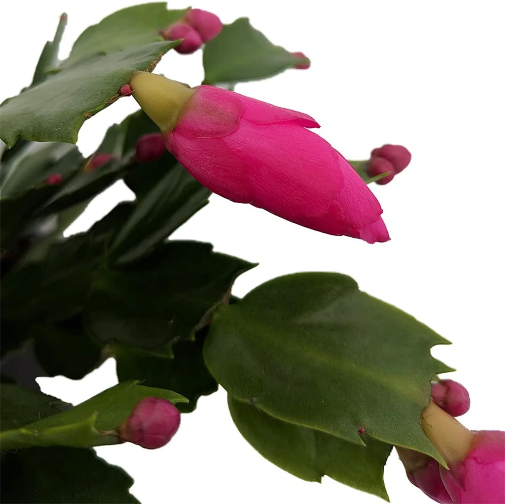 Purple Dancer Christmas Cactus Live Plant – Zygocactus – 2 inch Pot – Indoor - Image 1