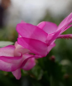 Purple Dancer Christmas Cactus Live Plant – Zygocactus – 2 inch Pot – Indoor - Image 4