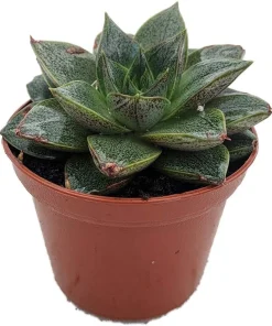 Purple Desert Rose Echeveria Succulent Live Plant - 2.5" Pot - Image 2