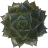 Purple Desert Rose Echeveria Succulent Live Plant - 2.5" Pot - Image 1