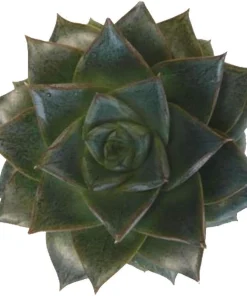 Purple Desert Rose Echeveria Succulent Live Plant - 2.5