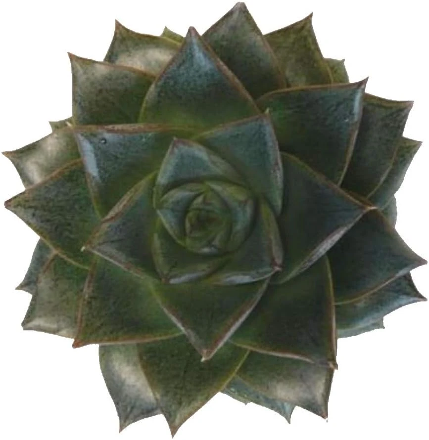 Purple Desert Rose Echeveria Succulent Live Plant - 2.5" Pot - Image 1
