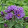 Purple Dome Aster Live Plant – Fall Blooming Perennial – Quart Pot – Zones 3-9 - Image 1