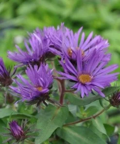 Purple Dome Aster Live Plant – Fall Blooming Perennial – Quart Pot – Zones 3-9 - Image 1