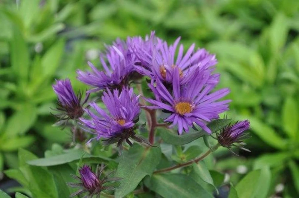 Purple Dome Aster Live Plant – Fall Blooming Perennial – Quart Pot – Zones 3-9 - Image 1