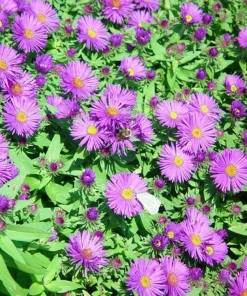 Purple Dome Aster Live Plant – Fall Blooming Perennial – Quart Pot – Zones 3-9 - Image 2