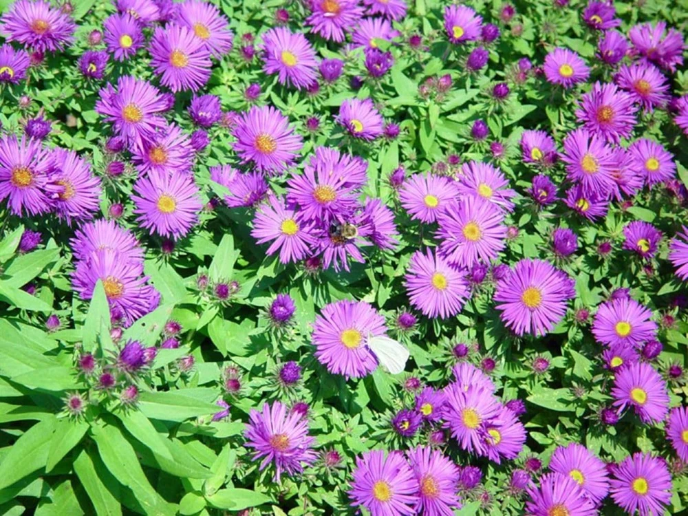 Purple Dome Aster Live Plant – Fall Blooming Perennial – Quart Pot – Zones 3-9 - Image 2