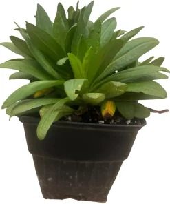 Purple Dome Aster Live Plant – Fall Blooming Perennial – Quart Pot – Zones 3-9 - Image 3