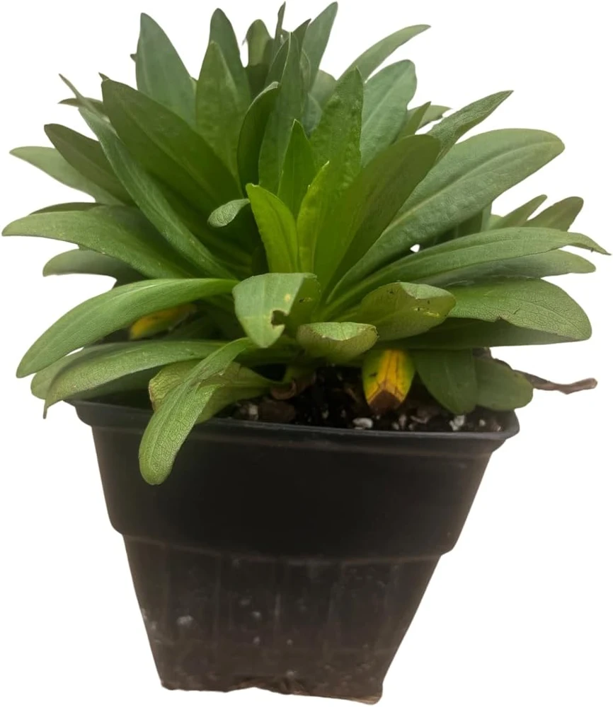 Purple Dome Aster Live Plant – Fall Blooming Perennial – Quart Pot – Zones 3-9 - Image 3