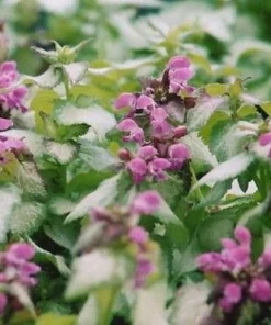 Purple Dragon Lamium Live Plant - Creeping Groundcover - Quart Pot - Shade Hardy Zones 3-9 - Image 2