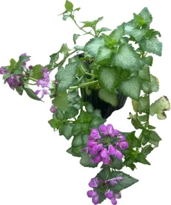 Purple Dragon Lamium Live Plant - Creeping Groundcover - Quart Pot - Shade Hardy Zones 3-9 - Image 3