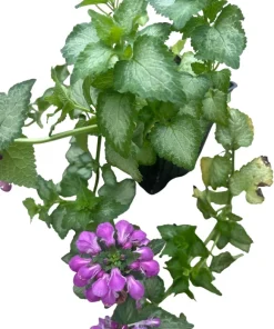 Purple Dragon Lamium Live Plant - Creeping Groundcover - Quart Pot - Shade Hardy Zones 3-9 - Image 4