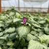 Purple Dragon Lamium Live Plant - Creeping Groundcover - Quart Pot - Shade Hardy Zones 3-9 - Image 1