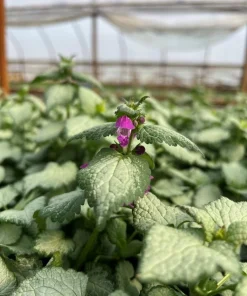 Purple Dragon Lamium Live Plant - Creeping Groundcover - Quart Pot - Shade Hardy Zones 3-9 - Image 1