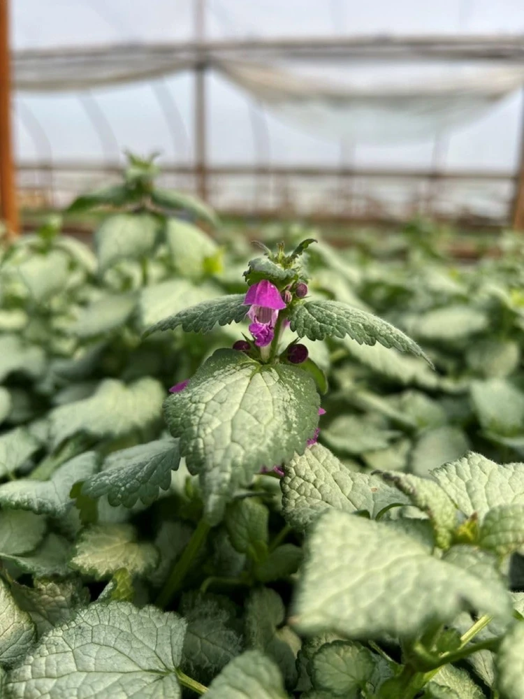 Purple Dragon Lamium Live Plant - Creeping Groundcover - Quart Pot - Shade Hardy Zones 3-9 - Image 1