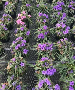 Purple Dwarf Mexican Petunia Katie Live Plant – Ruellia Perennial Ground Cover – 1 Gallon Pot – Outdoor - Image 2